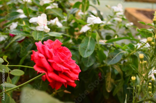 red rose (ID: 182007814)