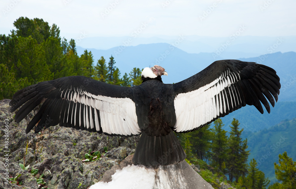 Naklejka premium Andean condor