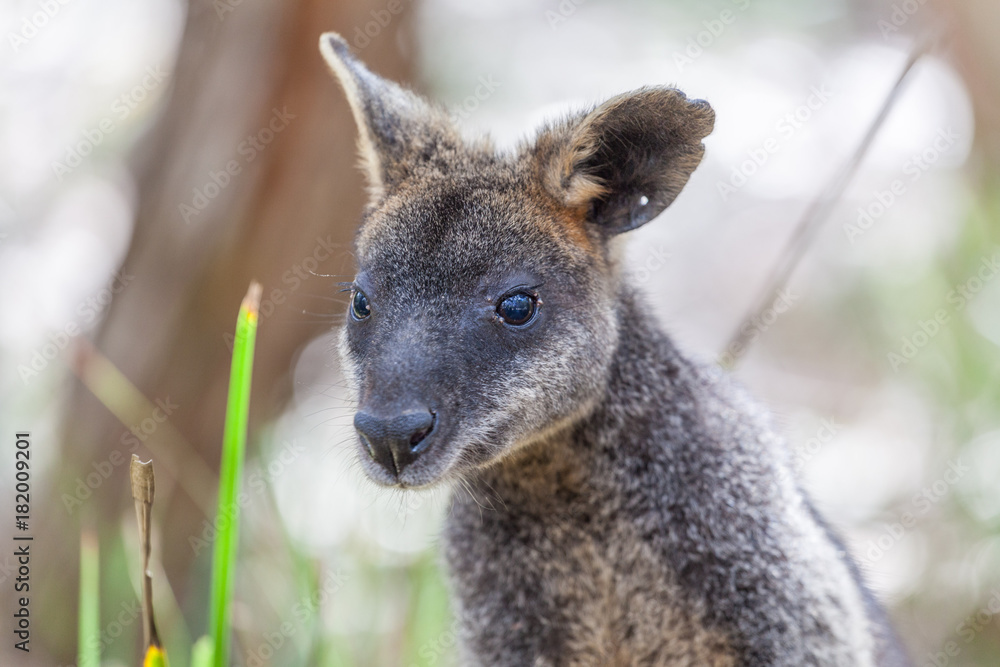 Portrait of Pademelon - native Australian marsupial