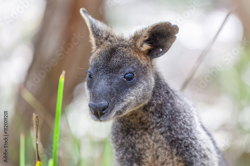 Fototapeta Naklejka Na Ścianę i Meble -  Portrait of Pademelon - native Australian marsupial
