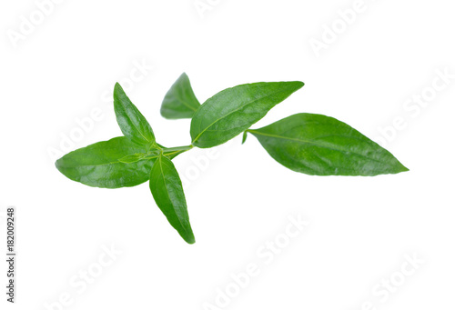 fresh kariyat herb plant on white background