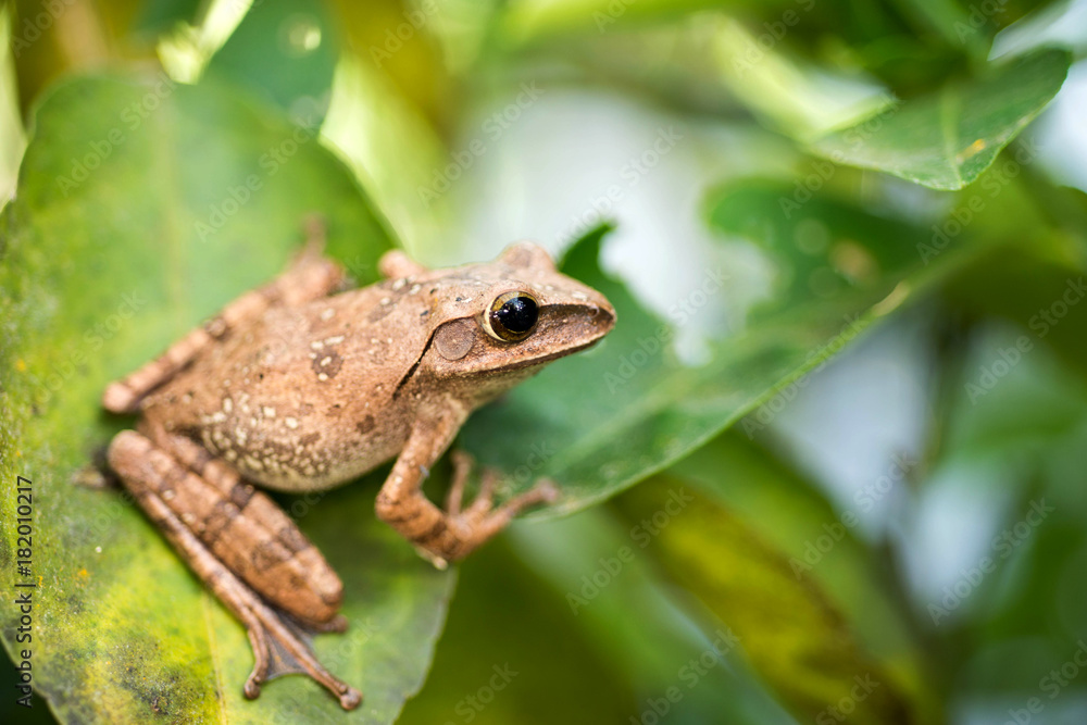 Brown common tree frog in Thailand Brown common tree frog in Thailand