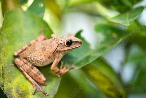 Brown common tree frog in Thailand © chaiudon