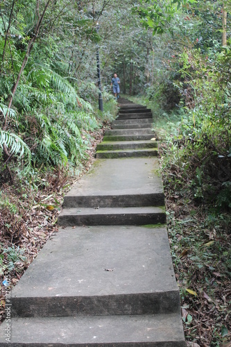 Forest Paths in Guangdong China Asia