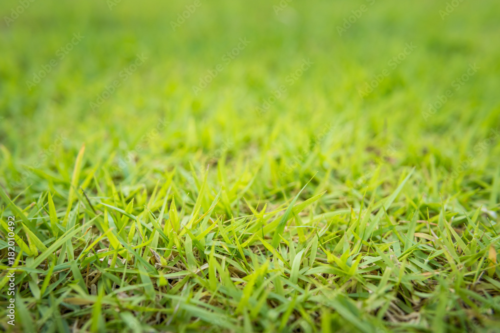 Green grass background texture Green grass background texture