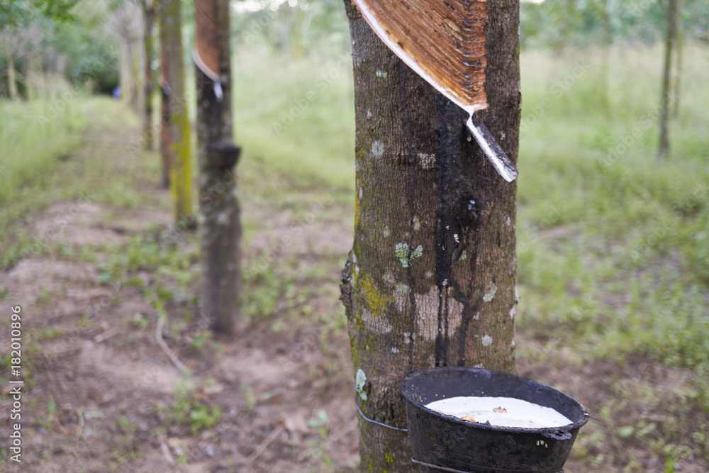 Latex being collected from a wounded rubber tree Latex being collected from a wounded rubber tree