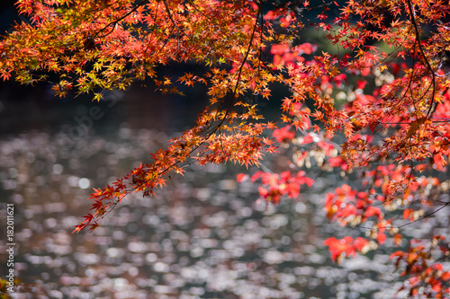 紅葉するカエデ