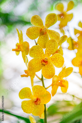 Beautiful orchid yellow in garden , can used for greeting cards photo