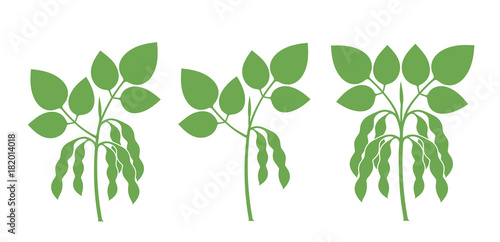 Soybean silhouette. Isolated soybean on white background photo