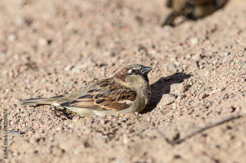 sparrow on the sand