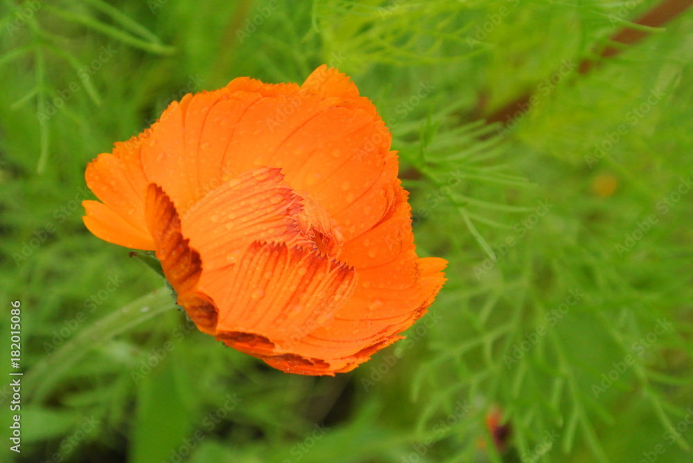 Fototapeta premium flowers with green background
