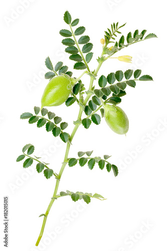 Kabuli chickpea C. arietinum, plant, paths photo