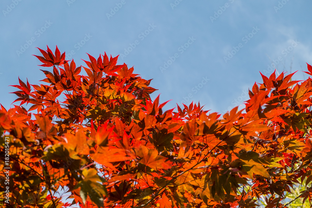 red maple leaves red maple leaves