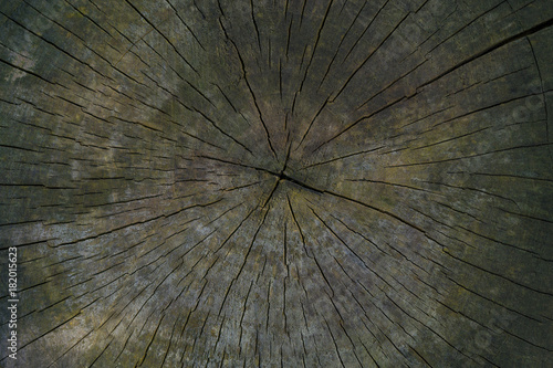 Natural wood texture of old pruned tree