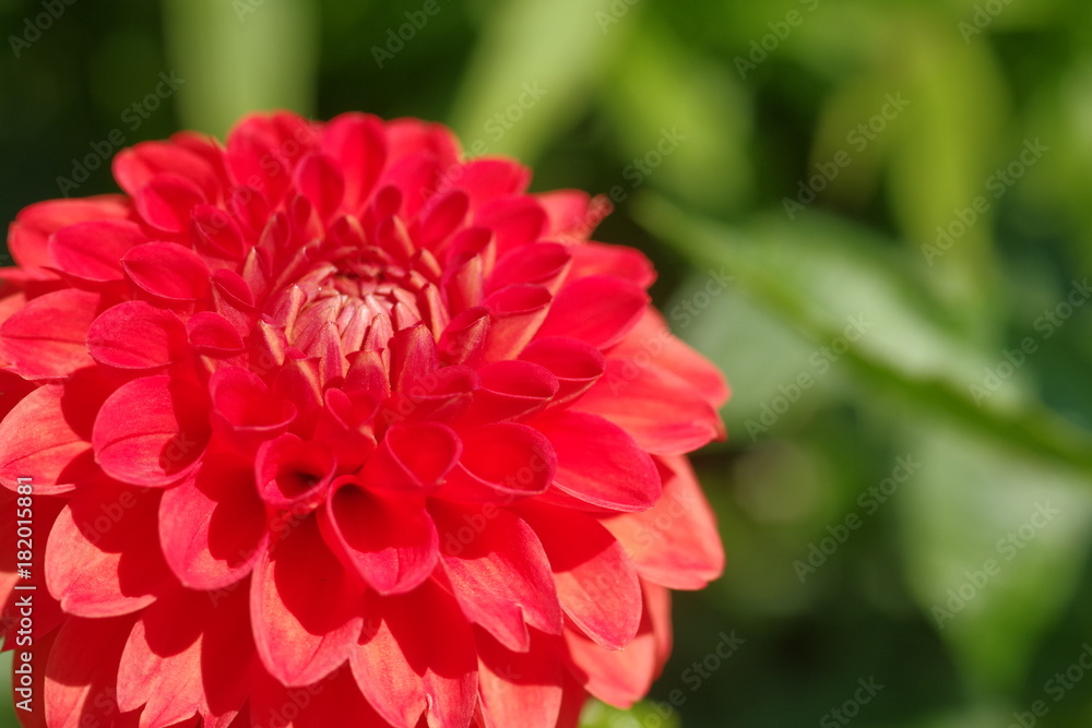 flowers with green background