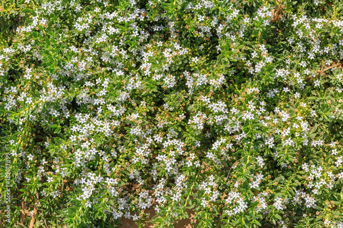 Fototapeta Naklejka Na Ścianę i Meble -  Background from many small bright white flowers