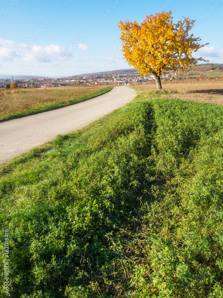Fototapeta Kirschbaum im Herbst bei Eisenstadt im Burgenland
