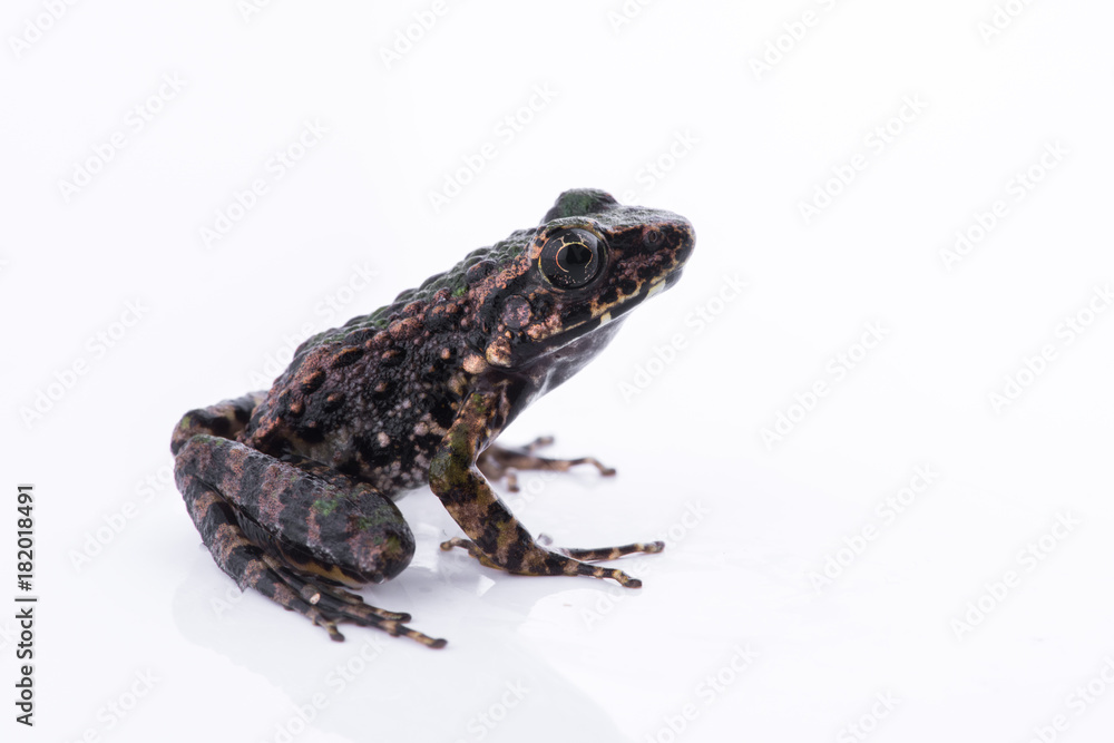 Odorrana schmackeri (Boettger, 1892) : frog on white background ,Amphibians of Thailand Odorrana schmackeri (Boettger, 1892) : frog on white background ,Amphibians of Thailand
