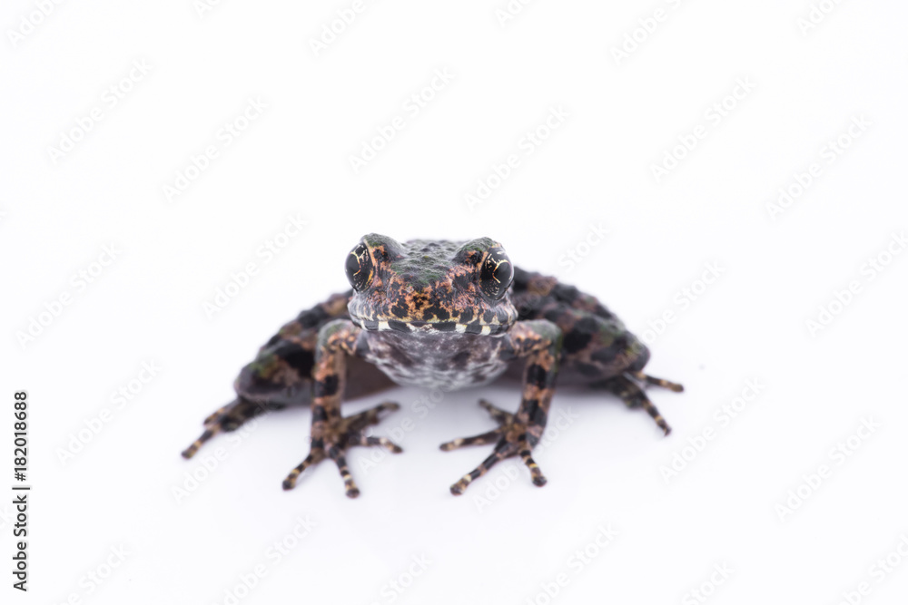 Obraz premium Odorrana schmackeri (Boettger, 1892) : frog on white background ,Amphibians of Thailand