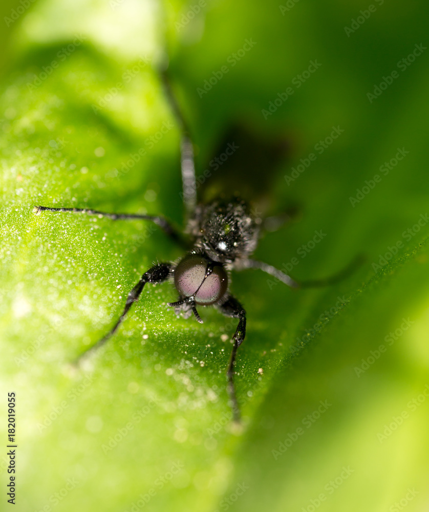 Portrait of a fly on a green leaf in nature Portrait of a fly on a green leaf in nature