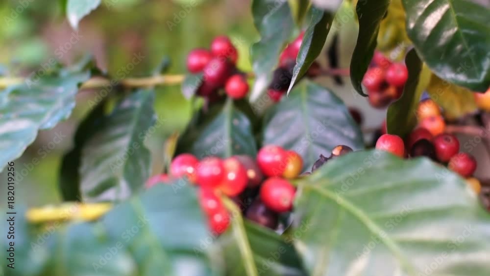 raw coffee cherries raw coffee cherries