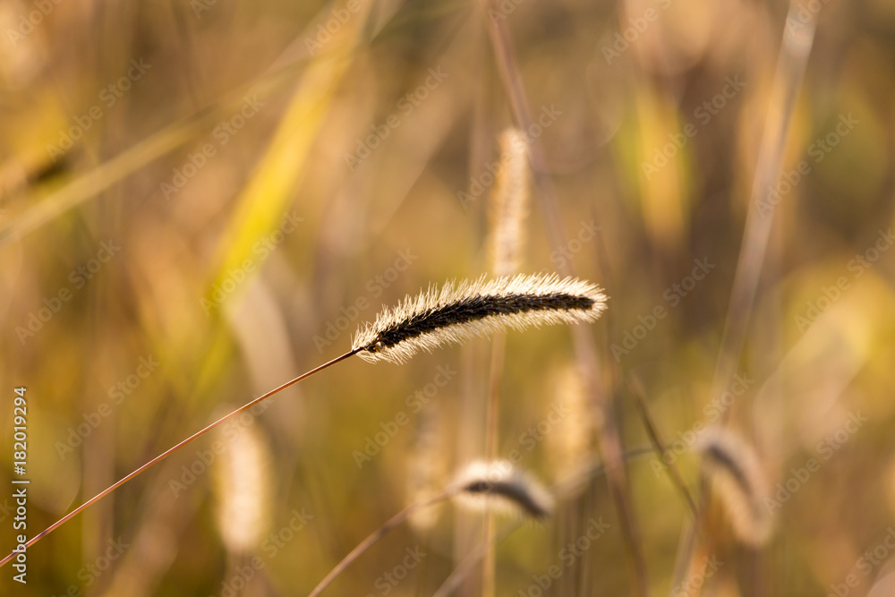 Spikes on dry grass in the autumn