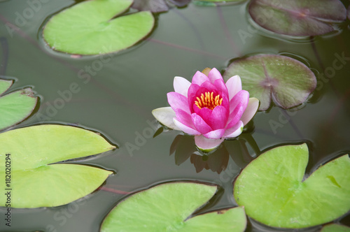 Pink waterlily with green leaves