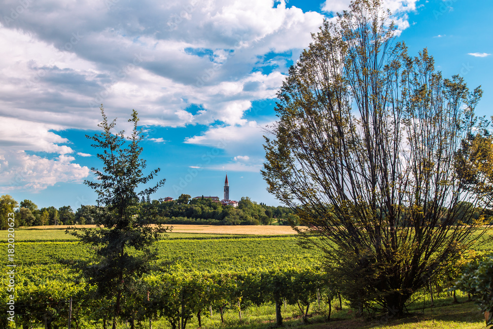 Obraz premium Sunset in the vineyards of Friuli Venezia Giulia