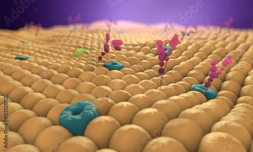Cell membrane