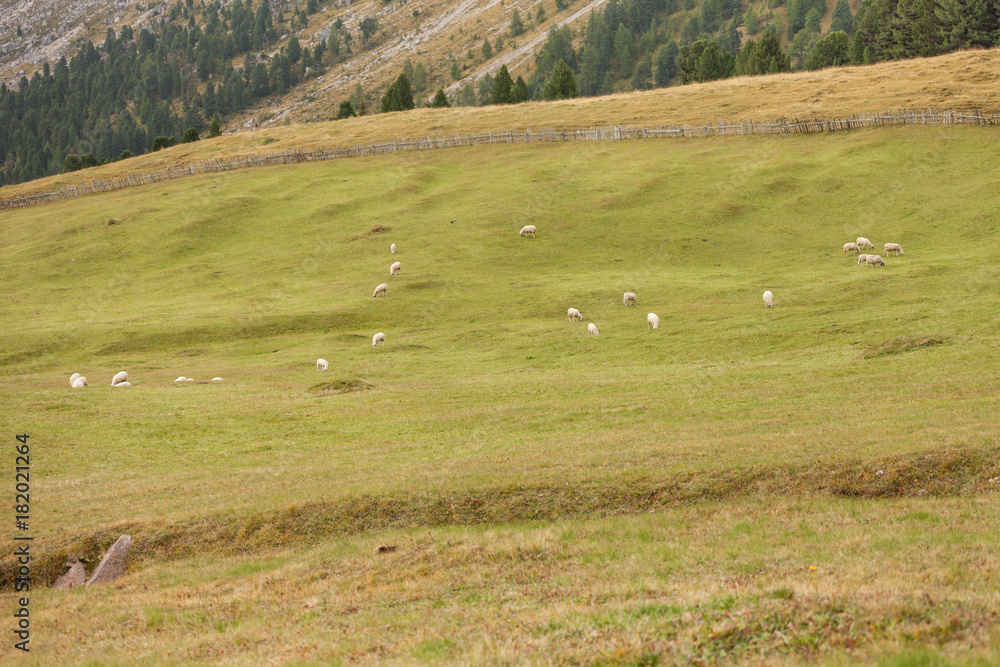 flock of flock of
