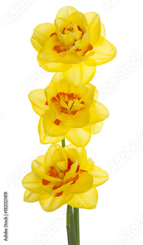 Fototapeta Naklejka Na Ścianę i Meble -  daffodil flower isolated