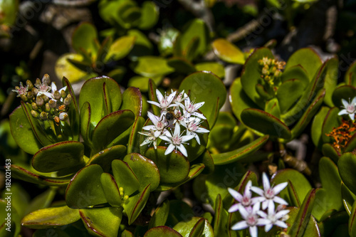 Scculent in bloom with a bee photo