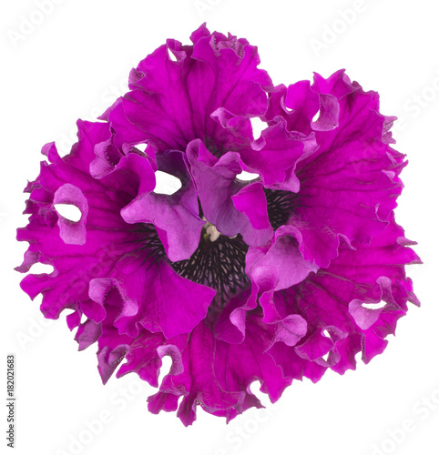Fototapeta Naklejka Na Ścianę i Meble -  petunia flower isolated