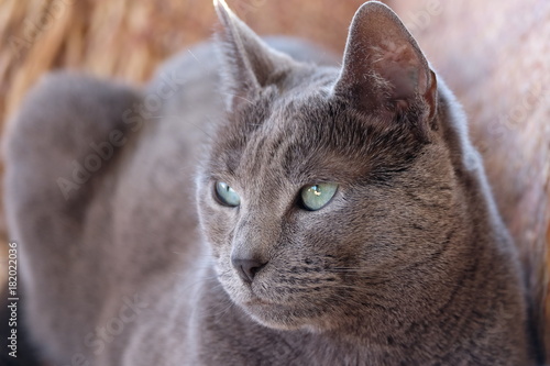 Russian Blue