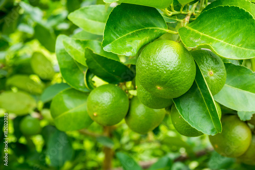 Fresh green lemon limes on tree in organic garden