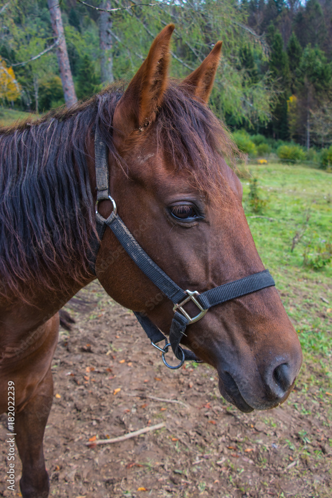 big brown beautiful horse showing his side big brown beautiful horse showing his side