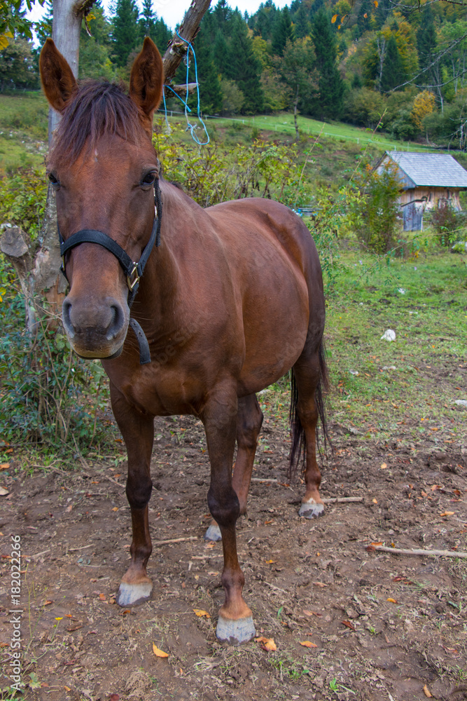 big brown beautiful horse posing for the camera big brown beautiful horse posing for the camera