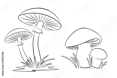 Sketch of mushrooms. 
