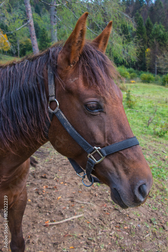 Fototapeta Naklejka Na Ścianę i Meble -  big brown beautiful horse showing his side
