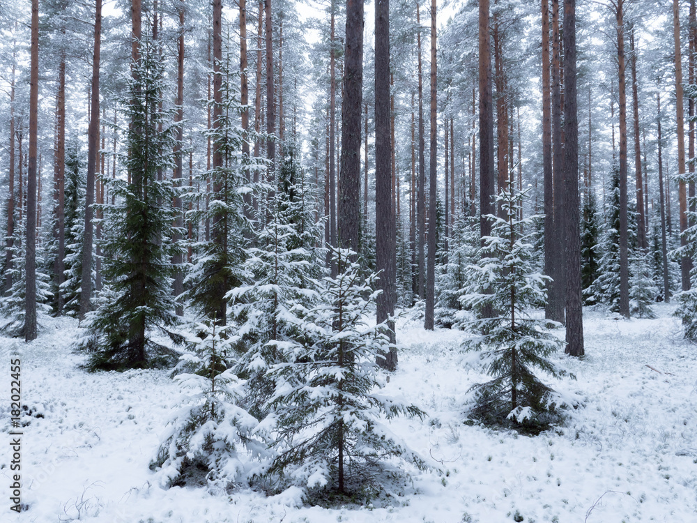Spruce tree forest covered by fresh snow during winter Christmas time Spruce tree forest covered by fresh snow during winter Christmas time