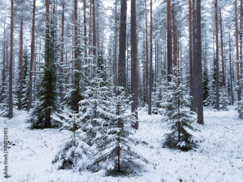 Spruce tree forest covered by fresh snow during winter Christmas time