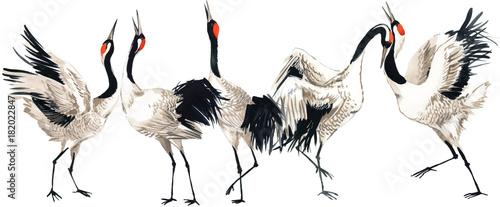 Japanese crane bird seamless pattern, watercolor illustration.  photo