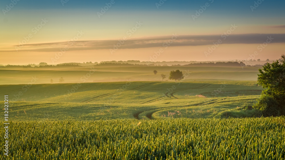 Stunning dawn at foggy field in summer, Europe Stunning dawn at foggy field in summer, Europe