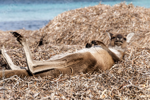 kangaroo australia 