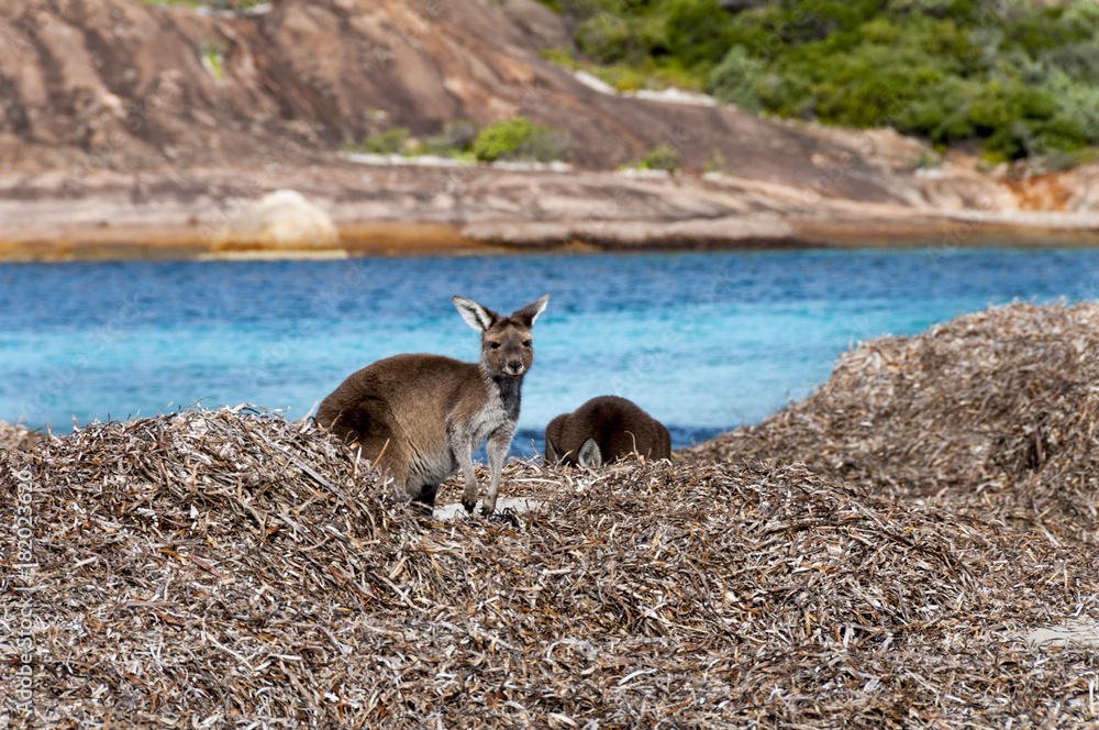 kangaroo australia kangaroo australia