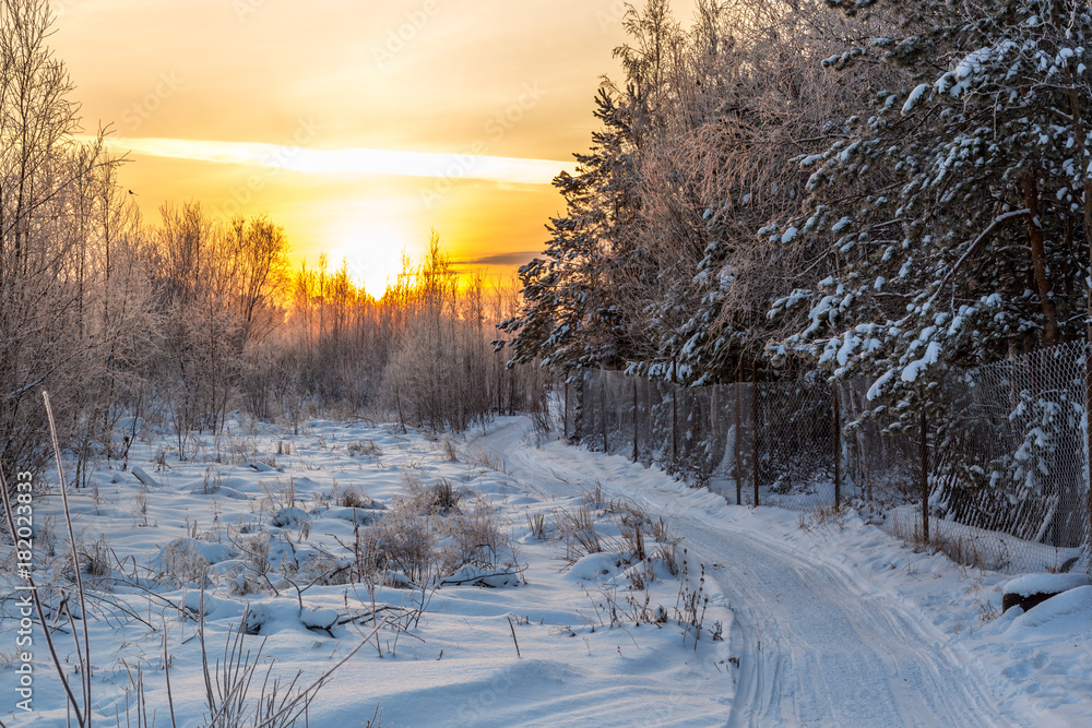 Fototapeta premium Sunset over the forest