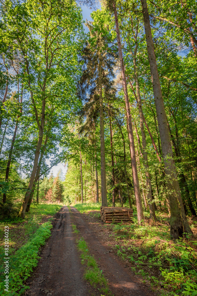 Naklejka premium Sunny summer in the green forest in Poland, Europe