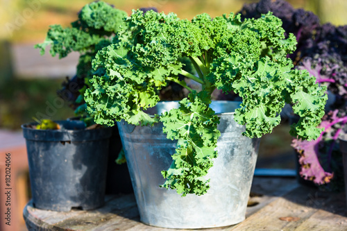 Green kale plant in zinc planter or pot.