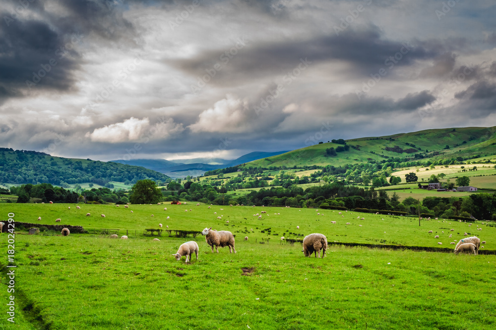 Naklejka premium Sheeps grazing on pasture in District Lake, England, Europe