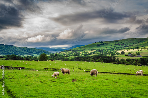 Sheeps grazing on pasture in District Lake, England, Europe